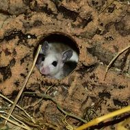 mouse in a natural environment in the savannah