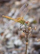 dragonfly on a dry plant close up