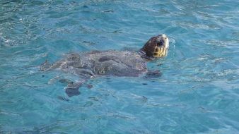 Turtle head looking out of water