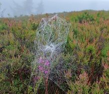 Spider-web on plants