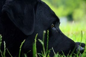 muzzle of black labrador