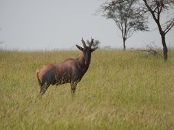 Animal in Savannah