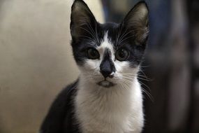 funny black and white cat