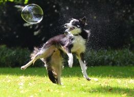 dog playing with soap bubble