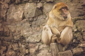 monkey sitting near a stone wall