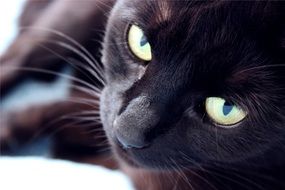 big green eyes