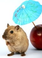 lovely hamster and red apple with cocktail umbrella