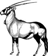 black and white image of an antelope