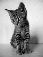 black and white kitten on a white background