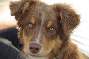 Friendly Dog Australian Shepherd portrait
