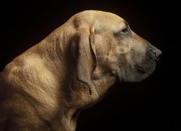 bloodhound, dog portrait at black background, side view