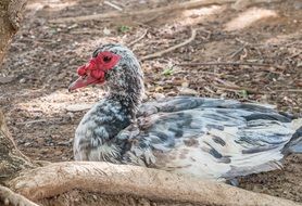 spotted farm chicken sitting
