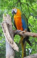 colorful macaw