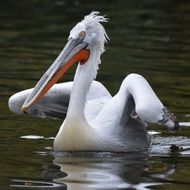 Pelican Bird Beak Waterfowl