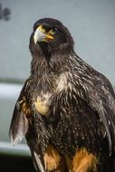 portrait of a majestic bird of prey