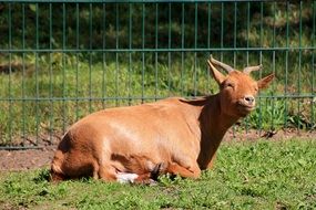 goat lies on the grass near the fence