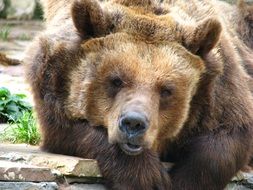 Brown Bear looking straight in Zoo