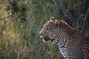 leopard in the grass