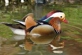portrait of Colorful unusual Mandarin Duck on a water