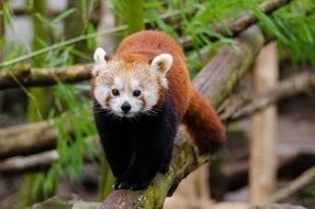 red panda climbing log in zoo