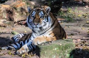 striped predatory tiger in the wild