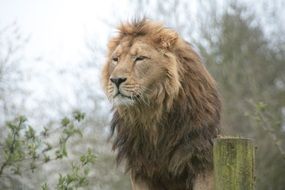 Big lion in Safari