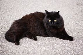 black cat lies on a white carpet