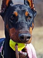 dog breed 