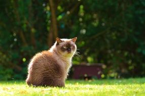 British Shorthair cat is sitting on the lawn