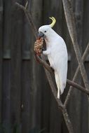 exotic white parrot