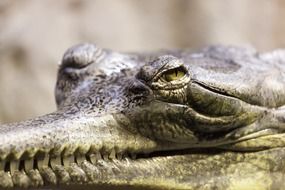 Alligator or Gavialis gangeticus