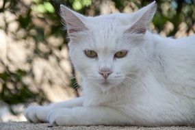 white Cat with green Eyes rest portrait close