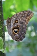 brown butterfly with eye spots