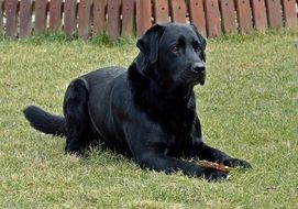 perfect beautiful black Dog