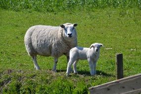 sheep with a lamb on a green meadow