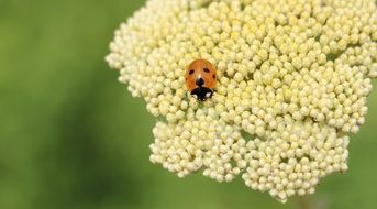 Ladybug Fernleaf