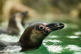 penguin swimming head