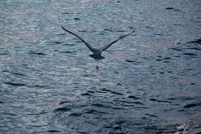 heron low over the water