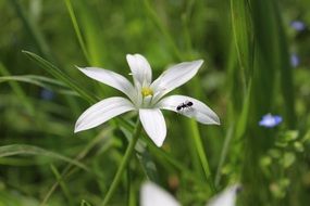 Flower Ant Petals