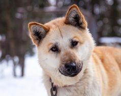 husky in winter in Alaska