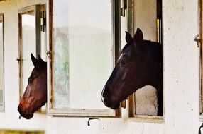 Photo of horses in the stable
