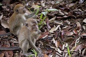 cute wild monkeys are looking for food