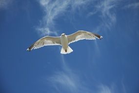 white gull soars in the sky