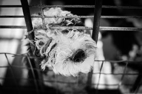 Dog Animal White Animals Cage