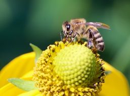 deliciously beautiful Bee Insect