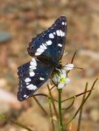 Butterfly with Black White Wings on flower close-up on blurred background