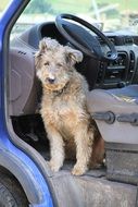 Dog Auto Animal Steering