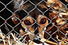 Helpless Welfare Dog Imprisoned