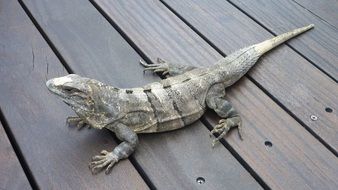 iguana on a wooden surface