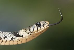yellow snake with a long tongue close up
